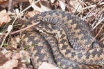 Adder_-_Kirkby_Moor_23_Mar_2015_28229.jpg