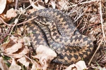 Adder_-_Lirkby_Moor_23_Mar_2015_28129.jpg