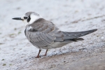 Filename=American_Black_Tern_-_Covenham_19_Sep_2011_(1).jpg
Filesize=80KiB
Dimensions=600x400
Date added=Sep 19, 2011 American_Black_Tern_-_Covenham_19_Sep_2011_(1).jpg