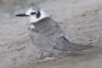 American_Black_Tern_-_Covenham_19_Sep_2011_(2).jpg