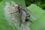 Anthomyia_Procellaris_-_KoB_11_Jun_2014.jpg