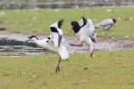 Avocet_-_KoB_19_Jun_2013.jpg