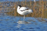 Avocet_-_KoB_23_Nov_2012.jpg