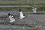 Avocet_-_KoB_26_Jun_2012.jpg