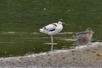 Avocet_-_KoB_2_Oct_2012.jpg