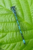 Azure_Damselfly_-_KoB_3_Jun_2014.jpg