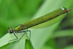 Banded_Demoiselle_-_KoB_13_Jun_2014_28f29.jpg