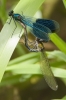 Banded_Demoiselle_-_KoB_17_Jul_2012_(2).jpg