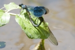 Banded_Demoiselle_-_KoB_23_Jul_2012.jpg