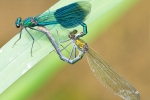 Banded_Demoiselle_-_KoB_2_Jul_2015.jpg