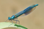 Banded_Demoiselle_-_KoB_7_Jun_2013.jpg