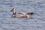Filename=Bar-headed_Goose_-_KoB_3_Jun_2015.jpg
Filesize=87KiB
Dimensions=600x400
Date added=Jun 03, 2015 Bar-headed_Goose_-_KoB_3_Jun_2015.jpg