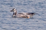 Bar-headed_Goose_-_KoB_3_Jun_2015.jpg