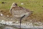 Filename=Bara-tailed_Godwit_(1).jpg
Filesize=96KiB
Dimensions=600x400
Date added=Sep 10, 2012 Bara-tailed_Godwit_(1).jpg