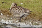 Bara-tailed_Godwit_(1).jpg