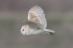 Barn_Owl_-_Timberland_9_Mar_2012.jpg