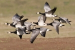 Barnacle_Goose_-_Frampton_24_Nov_2011_(2).jpg