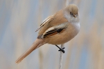 Bearded_Tit_-_KoB_11_Apr_2013_28129.jpg