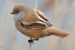 Bearded_Tit_-_KoB_11_Apr_2013_28229.jpg