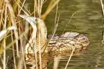 Bittern_-_KoB_1_Jan_2013_28129_edited-1.jpg