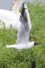 Black-headed_Gull_-_KoB_5_Jul_2012.jpg