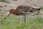 Black-tailed_Godwit_-_Frampton_18_Apr_2014.jpg