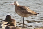 Filename=Black-tailed_Godwit_-_KoB_7_Oct_2011.jpg
Filesize=79KiB
Dimensions=600x400
Date added=Oct 07, 2011 Black-tailed_Godwit_-_KoB_7_Oct_2011.jpg