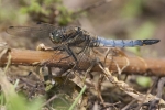 Black-tailed_Skimmer_-_KoB_12_Jul_2012.jpg