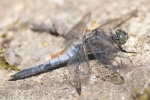 Black-tailed_Skimmer_-_KoB_23_Jul_2012.jpg