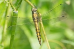 Black-tailed_Skimmer_-_KoB_30_Jun_2016.jpg