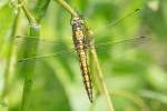 Black-tailed_Skimmer_-_KoB_30_Jun_2016.jpg