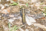 Black-tailed_Skimmer_-_KoB_9_Jul_2013.jpg