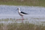 Filename=Black-winged_Stilt_-_Frampton_20_Apr_2012_(4).jpg
Filesize=86KiB
Dimensions=600x400
Date added=Apr 20, 2012 Black-winged_Stilt_-_Frampton_20_Apr_2012_(4).jpg