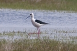 Black-winged_Stilt_-_Frampton_20_Apr_2012_(4).jpg