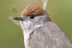 Blackcap_-_KoB_30_Apr_2013_28229.jpg