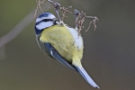 Blue_Tit_-_KoB_8_Feb_2013.jpg