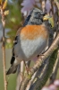 Brambling_-_Brixham_19_Apr_2016_28129.jpg