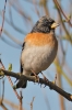 Brambling_-_Brixham_19_Apr_2016_28229.jpg