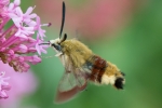 Broad-Bordered_Bee_Hawk-moth_-_CFW_25_Jun_2015_28129.jpg