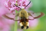 Broad-Bordered_Bee_Hawk-moth_-_CFW_25_Jun_2015_28229.jpg