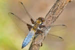 Broad-bodied_Chaser_-_CFW_4_Jun_2015_28129.jpg