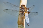 Broad-bodied_Chaser_-_CFW_4_Jun_2015_28229.jpg
