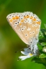 Brown_Argus_-_KoB_12_Aug_2013.jpg