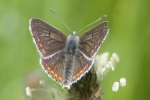 Brown_Argus_-_KoB_23_Jun_2012.jpg