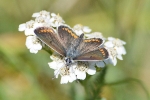 Brown_Argus_-_KoB_31_Aug_2012.jpg