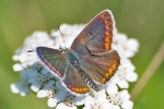 Brown_Argus_-_KoB_8_Aug_2013.jpg