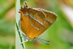 Brown_Hairstreak_-_CFW_7_Aug_2014.jpg