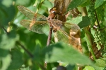 Brown_Hawker_-_KoB_10_Aug_2012.jpg