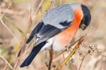 Bullfinch_-_KoB_24_Dec_2014.jpg