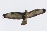 Buzzard_-_KoB_20_Aug_2013.jpg